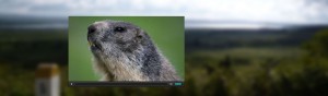 Un petit film sur les marmottes