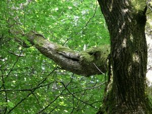 gîtes sylvestre charpentière de chêne